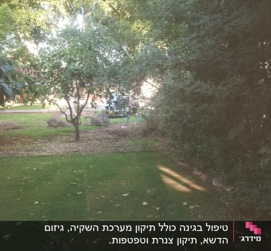 דשא ירוק עם עלים יבשים בגינה מוצלת